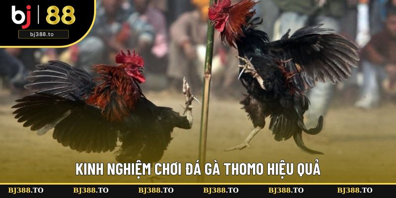 Bật mí mẹo cá độ bất bại Bật mí mẹo cá độ bất bại