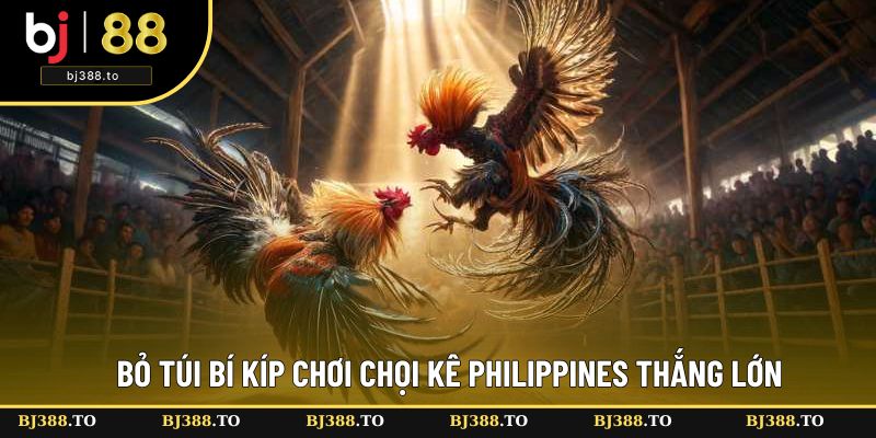 Bật mí tuyệt chiêu đá gà Philippines thắng đậm Bật mí tuyệt chiêu đá gà Philippines thắng đậm
