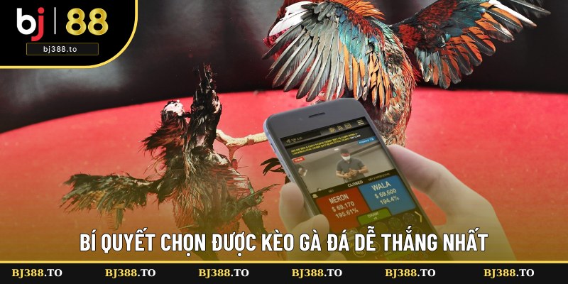 Kinh nghiệm chọn kèo đá gà từ cao thủ Kinh nghiệm chọn kèo đá gà từ cao thủ