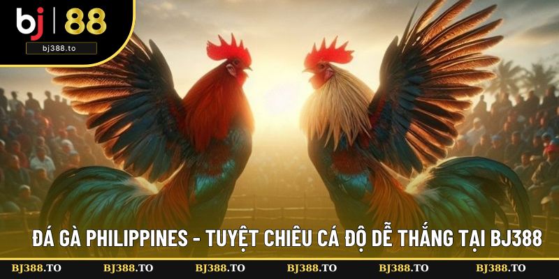 Đá Gà Philippines - Tuyệt Chiêu Cá Độ Dễ Thắng Tại BJ388