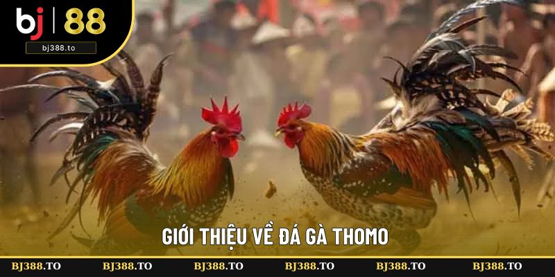 Đôi nét chung về đá gà Thomo Đôi nét chung về đá gà Thomo