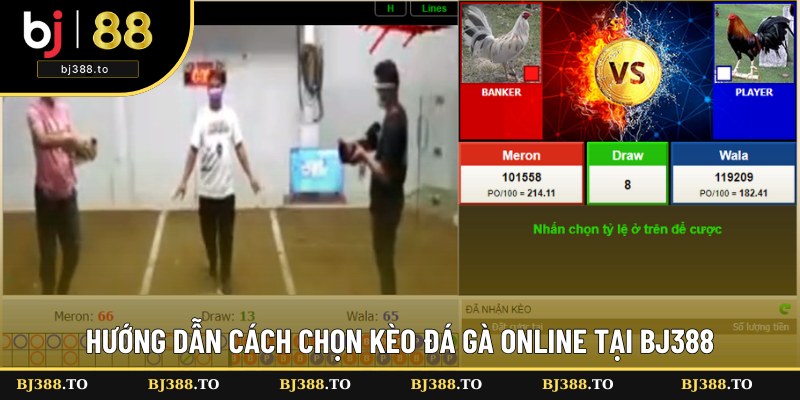 Chia sẻ cách chọn kèo đá gà online tại BJ388 Chia sẻ cách chọn kèo đá gà online tại BJ388