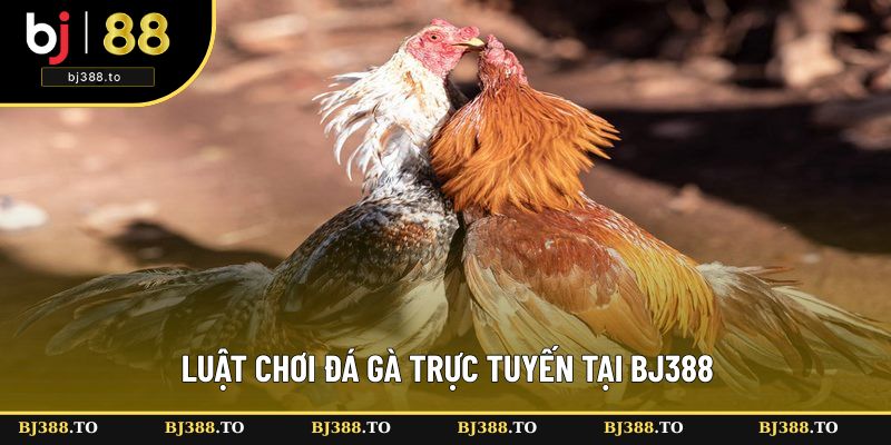 Luật chơi đá gà trực tuyến dễ hiểu, chi tiết Luật chơi đá gà trực tuyến dễ hiểu, chi tiết