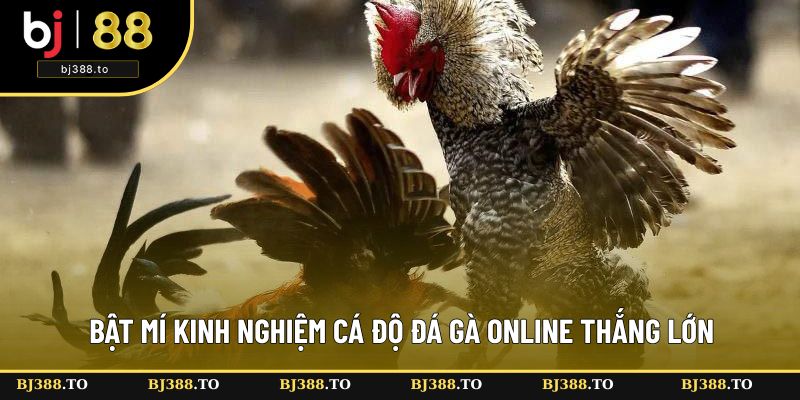 Tuyệt chiêu cá cược thành công Tuyệt chiêu cá cược thành công