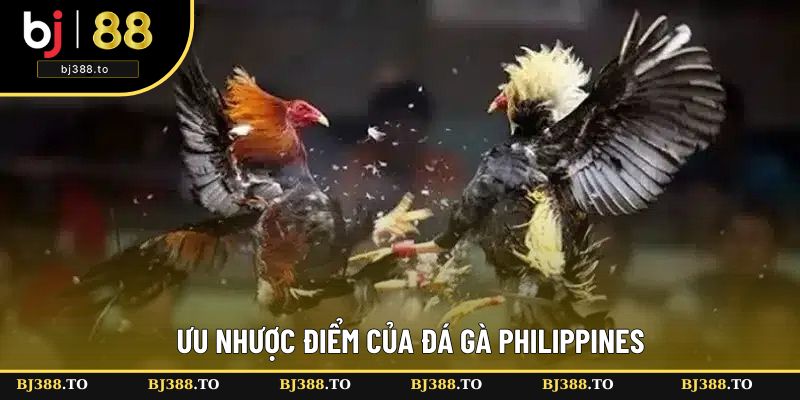 Khám phá thế mạnh, hạn chế của đá gà Philippines Khám phá thế mạnh, hạn chế của đá gà Philippines